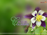 Colorado Columbine Wallpaper